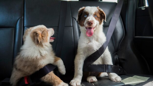 Foto um par de cachorros engraçados viajam no carro usando um cinto de segurança cães passageiros