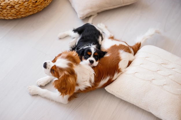 Um par de Cavalier King Charles Spaniel deitado em seus travesseiros