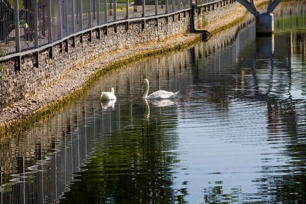 Foto um par de cisnes brancos flutuando no lago