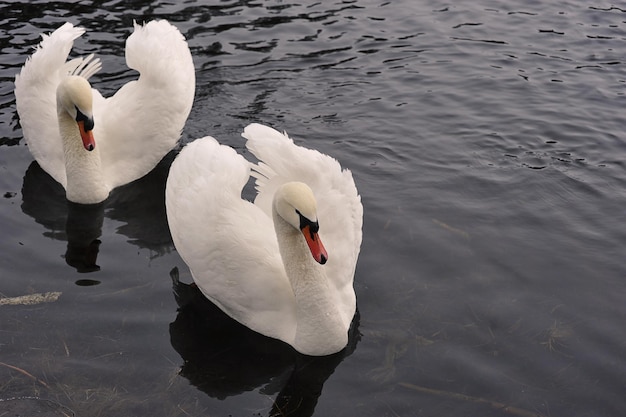 Um par de cisnes brancos nada