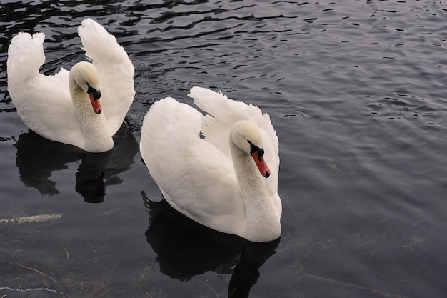 Um par de cisnes brancos nada