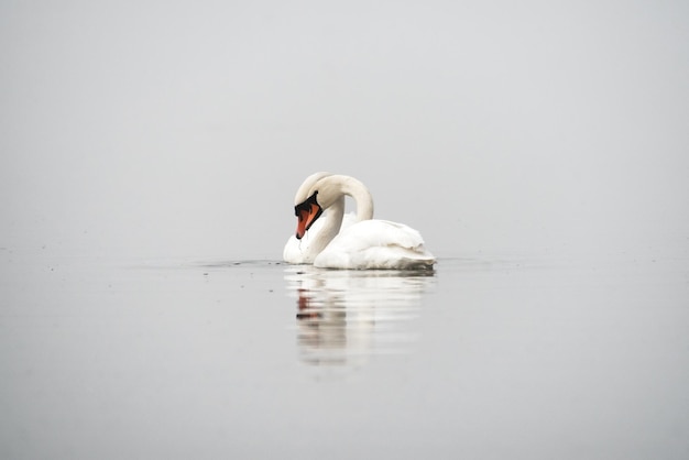 Um par de cisnes mudos Cygnus olor em um lago coberto enevoado