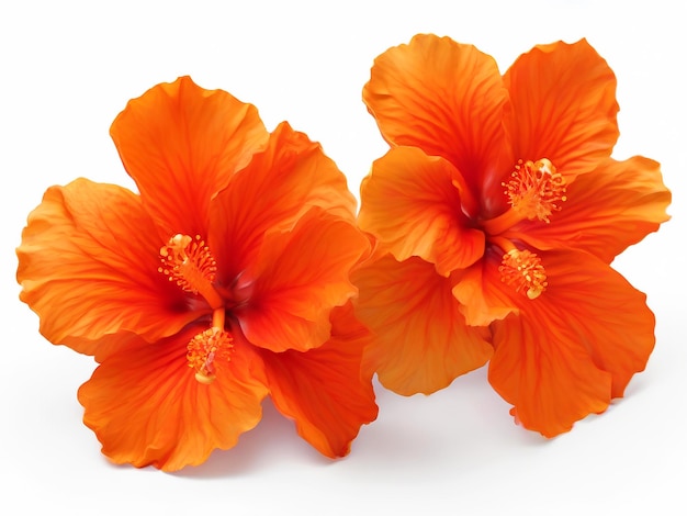 Um par de flores de hibisco laranja vibrantes foto