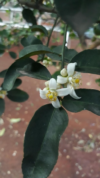 Um par de flores de limão Citrus aurantifolia