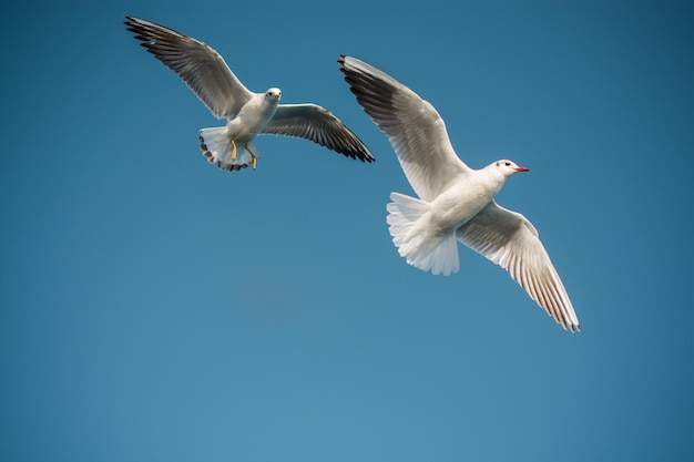 Foto um par de gaivotas a voar no céu azul