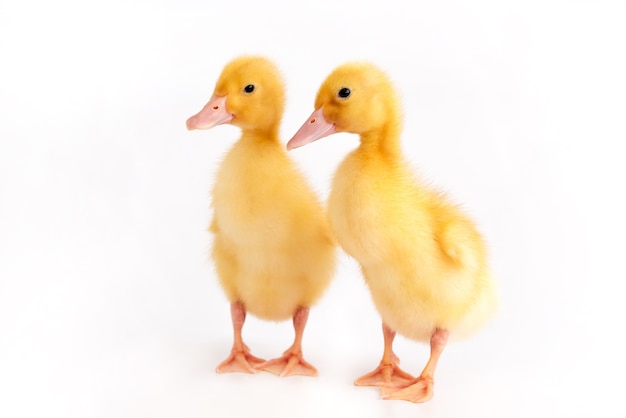 Um par de patinhos fofos em um fundo branco isolado