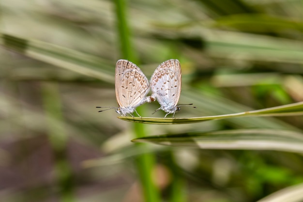 Foto um par de pequenas borboletas se acasalando na ponta de uma planta verde