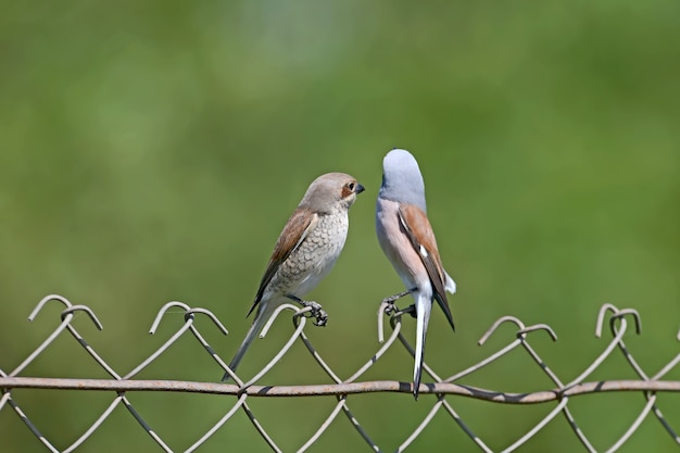 Um par de picanços vermelhos sentados juntos em uma cerca de metal