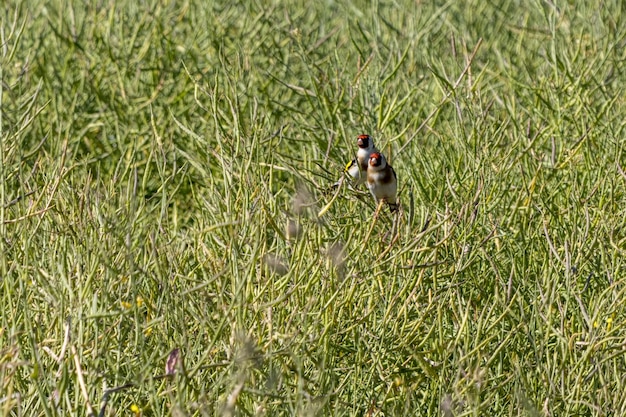 Um par de pintassilgos empoleirado em um campo de colza