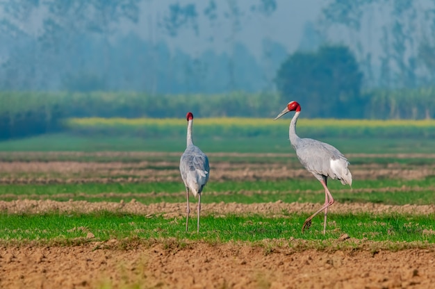 Um par de sarus guindaste andando no campo