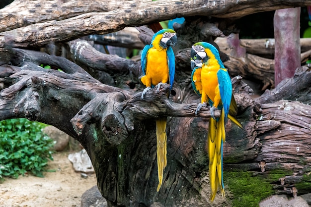 Foto um par papagaio colorido da arara no ramo de árvore.