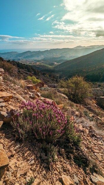 Um paraíso natural no topo do Pico El Rayo Descubra a exuberante vegetação e a incrível variedade de flores silvestres