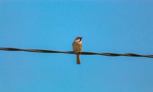 Foto um pardal está empoleirado num cabo elétrico contra o céu azul