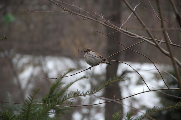Um pardal sentado em um galho de árvore no inverno