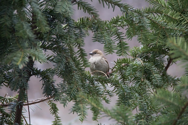 Um pardal sentado em um galho de árvore no inverno