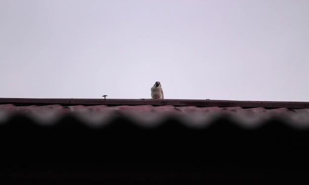 Foto um pardal sentado no telhado .