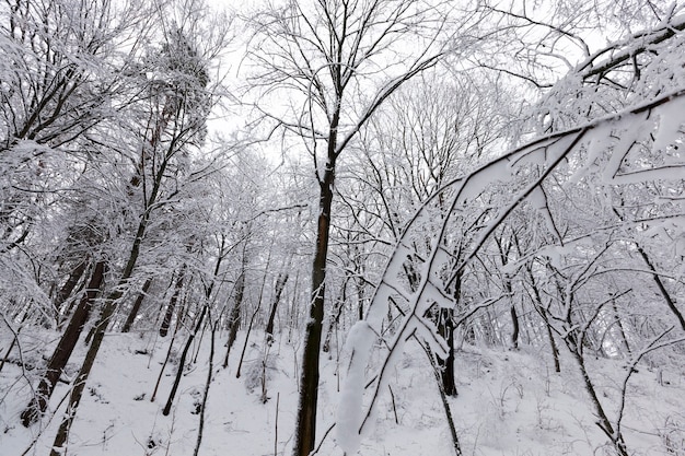 Um parque com diferentes árvores no inverno