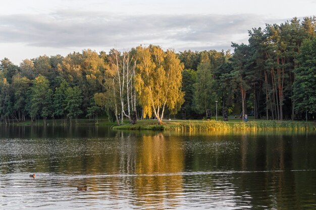 Um parque florestal com grande lago ee árvores na costa.