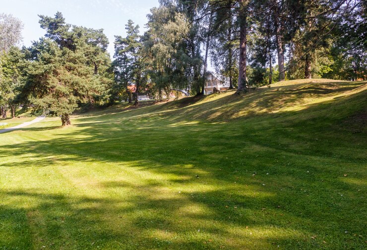 Foto um parque florestal com grandes árvores