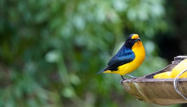 um pássaro amarelo e azul com um corpo azul e preto e um fundo verde