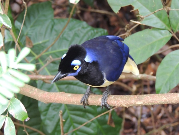 Foto um pássaro azul e amarelo está sentado em um ramo