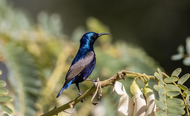 Um pássaro azul senta-se em um galho com flores brancas.