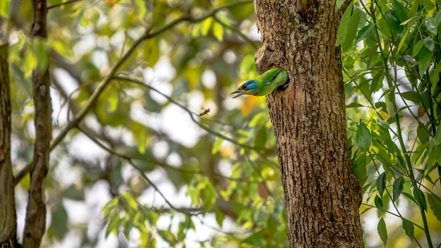 Um pássaro barbet de taiwan ataca uma vespa asiática do buraco, protege o ninho em uma árvore na floresta de taipei. o barbet de muller é um pássaro colorido.