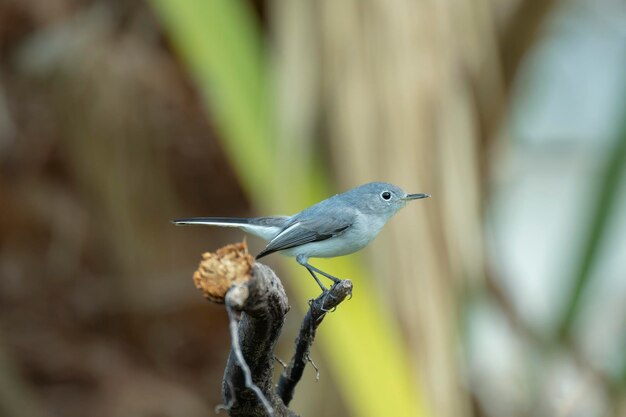 Um pássaro BlueGray Gnatcatcher empoleirado em um galho de árvore em arbustos de verão na Flórida