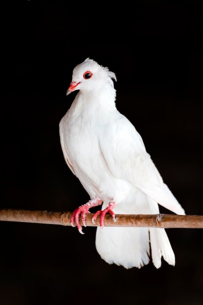 Um pássaro branco com olhos vermelhos senta-se em um galho.
