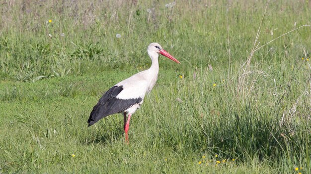 um pássaro branco com um bico vermelho está em um campo de grama