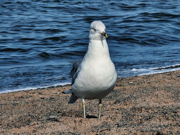 Foto um pássaro branco de pé na areia ao lado do oceano