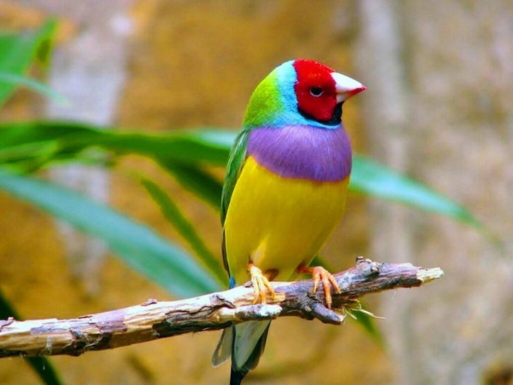 Foto um pássaro colorido está empoleirado em um ramo com um pássero azul roxo e roxo nele