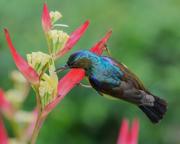 Foto um pássaro colorido está empoleirado em uma flor rosa