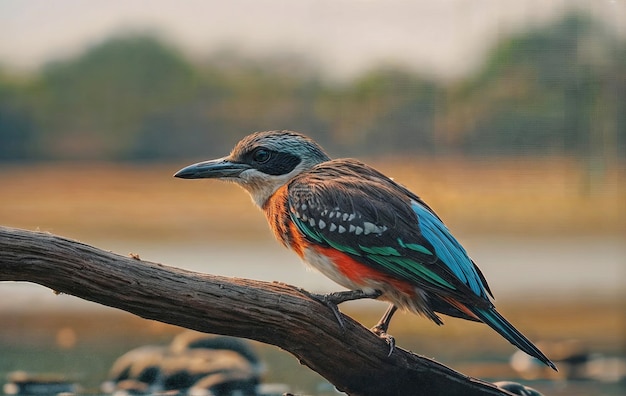 Foto um pássaro colorido está sentado em um galho com outros pássaros ao fundo