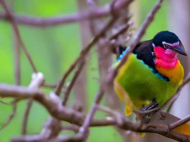 Foto um pássaro colorido senta-se em um galho na floresta