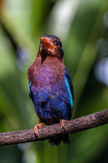 Um pássaro com asas azuis e roxas senta-se em um galho.
