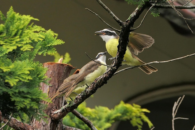 Foto um pássaro com cabeça amarela e penas verdes está em um galho com um pássaro sobre ele.