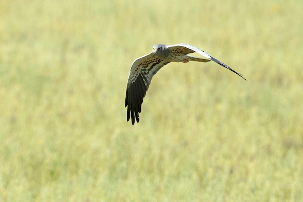 Um pássaro com cauda longa e bico preto está voando em um campo.