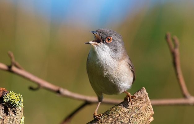 um pássaro com o bico aberto senta-se num ramo
