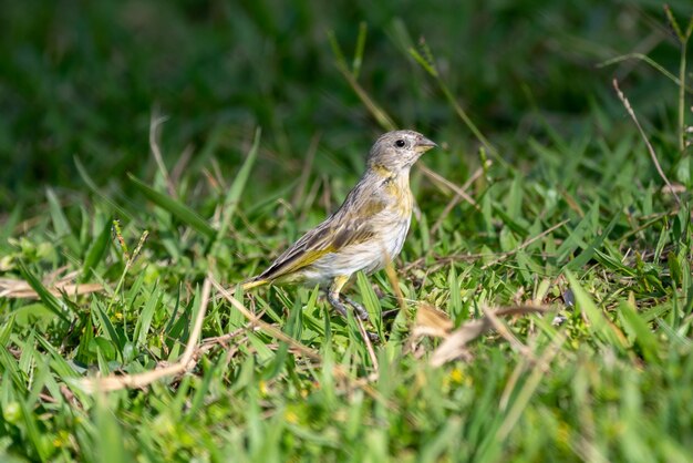 Um pássaro com penas amarelas e brancas está na grama.