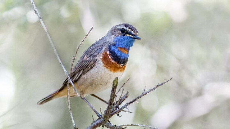 Foto um pássaro com um bico azul e penas laranjas no peito