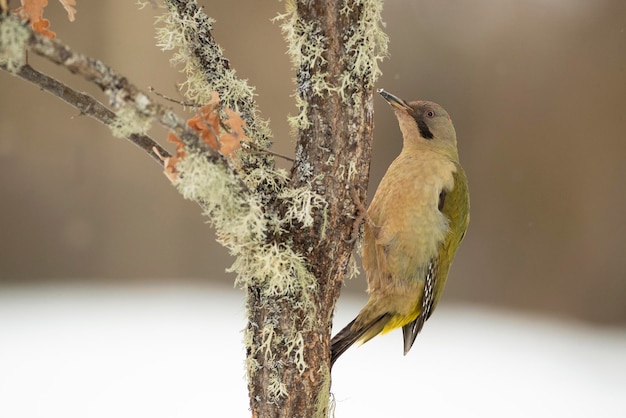 Foto um pássaro com um olho roxo e uma cabeça amarela está empoleirado em um galho.