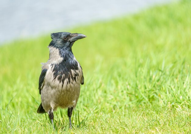 Foto um pássaro com uma cabeça azul fica na grama