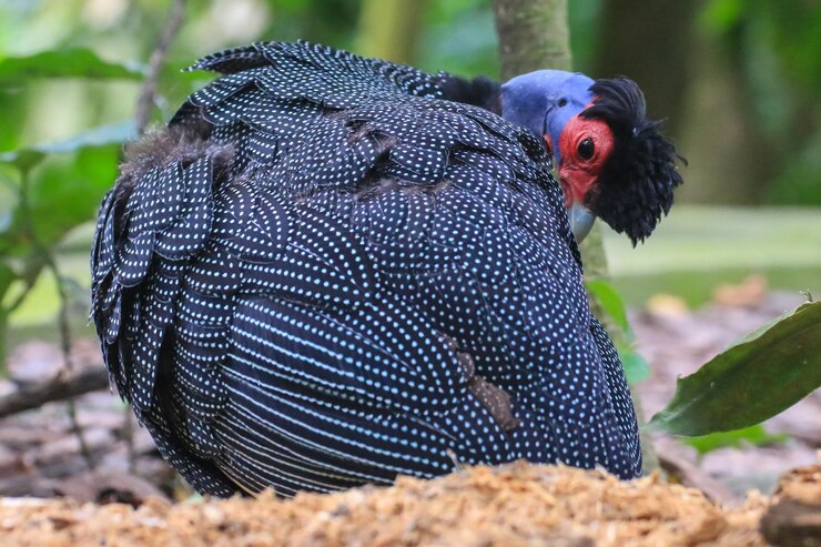 Foto um pássaro com uma cabeça vermelha e azul e penas manchadas preparando-se e olhando para a câmera