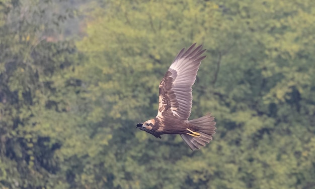 Um pássaro com uma cauda amarela está voando no ar.