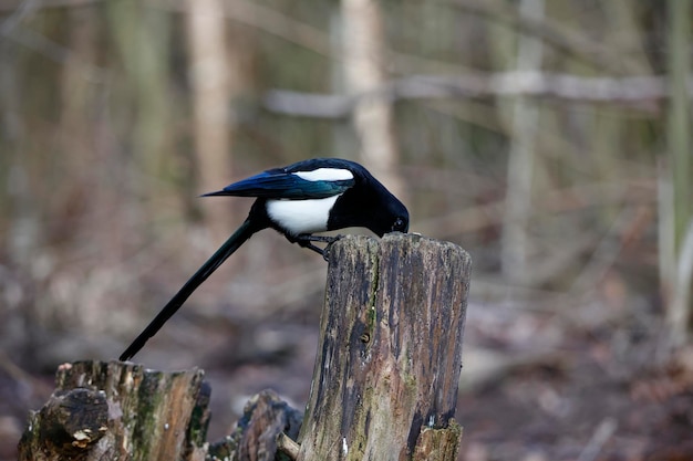 Um pássaro com uma cauda preta está empoleirado em um toco de árvore.