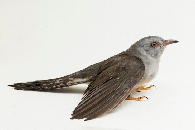 Um pássaro cuco queixoso, cacomantis merulinus, isolado no fundo branco