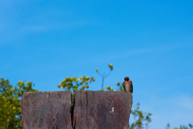 Foto um pássaro da andorinha no céu azul.