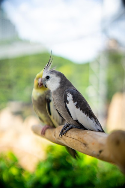 Um pássaro de bico comprido está sentado em um poleiro.