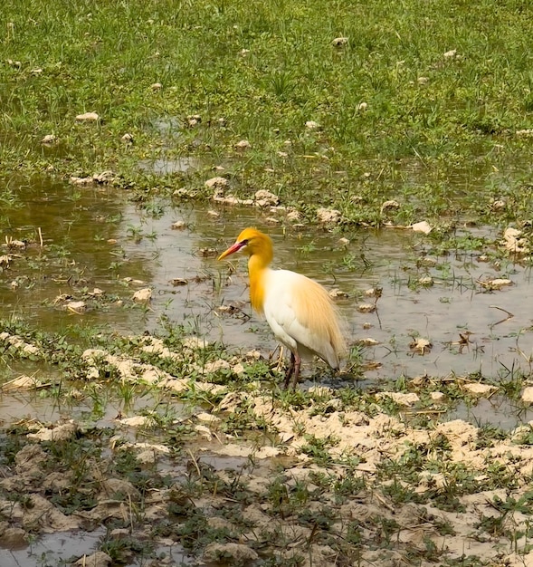 Um pássaro de cabeça amarela e corpo branco está em uma poça d'água.